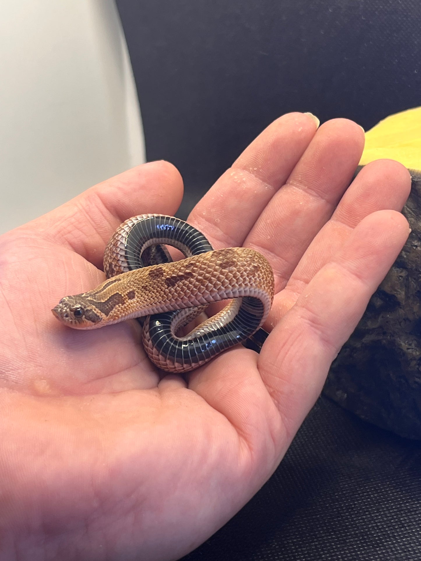 Sable anaconda pos het sunburst hognose