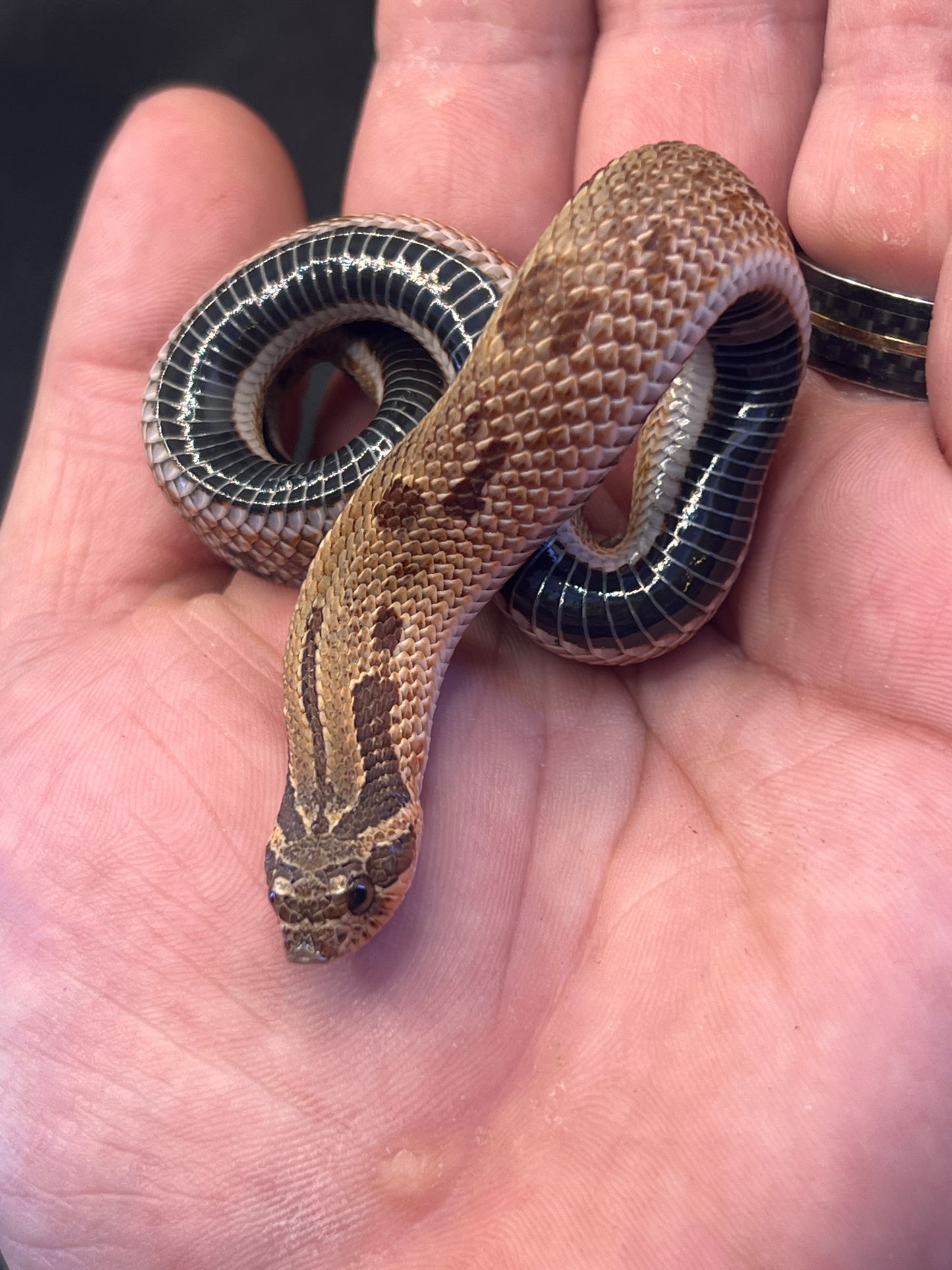 Sable anaconda pos het sunburst hognose