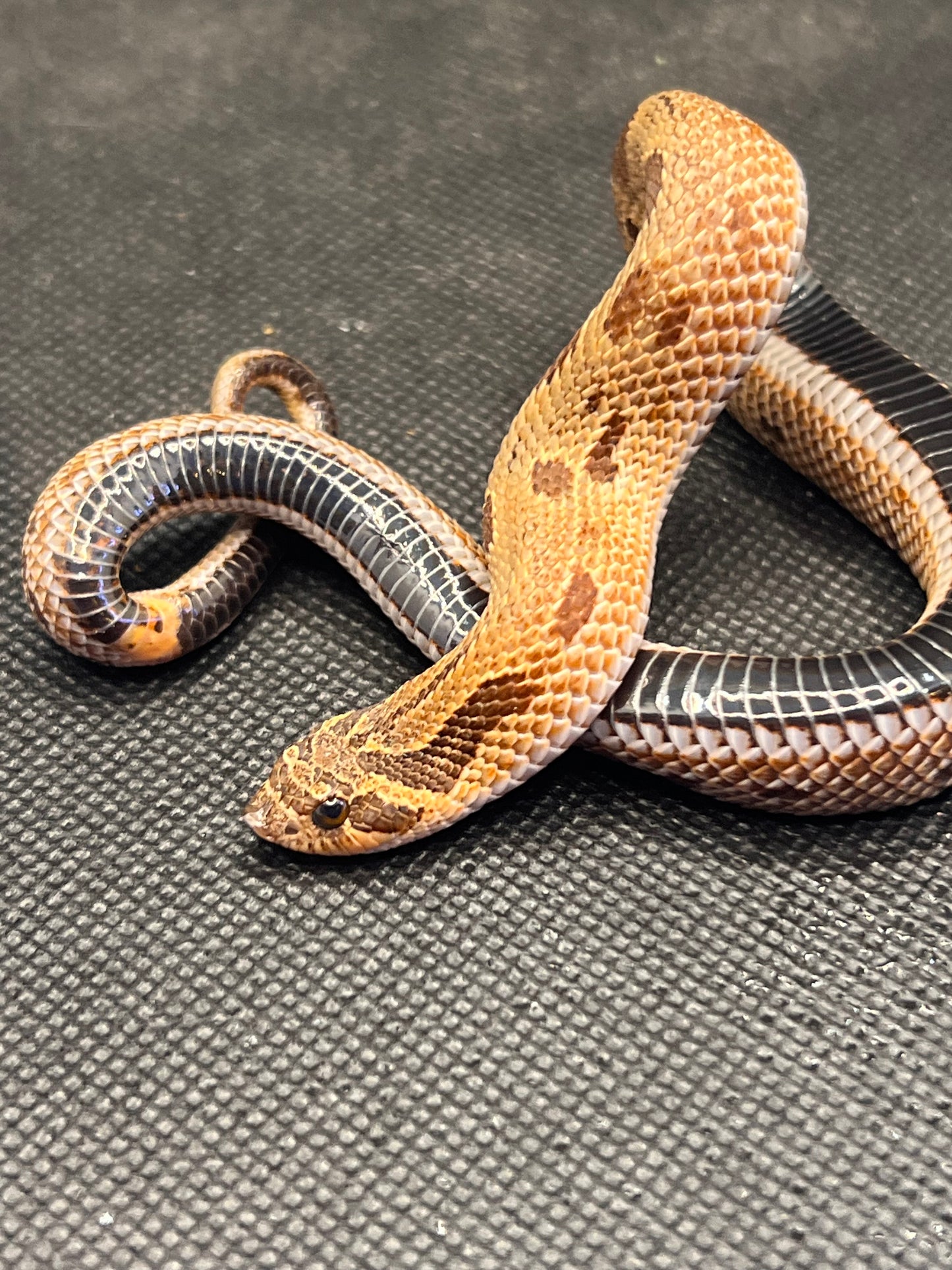 Sable anaconda pos het sunburst hognose