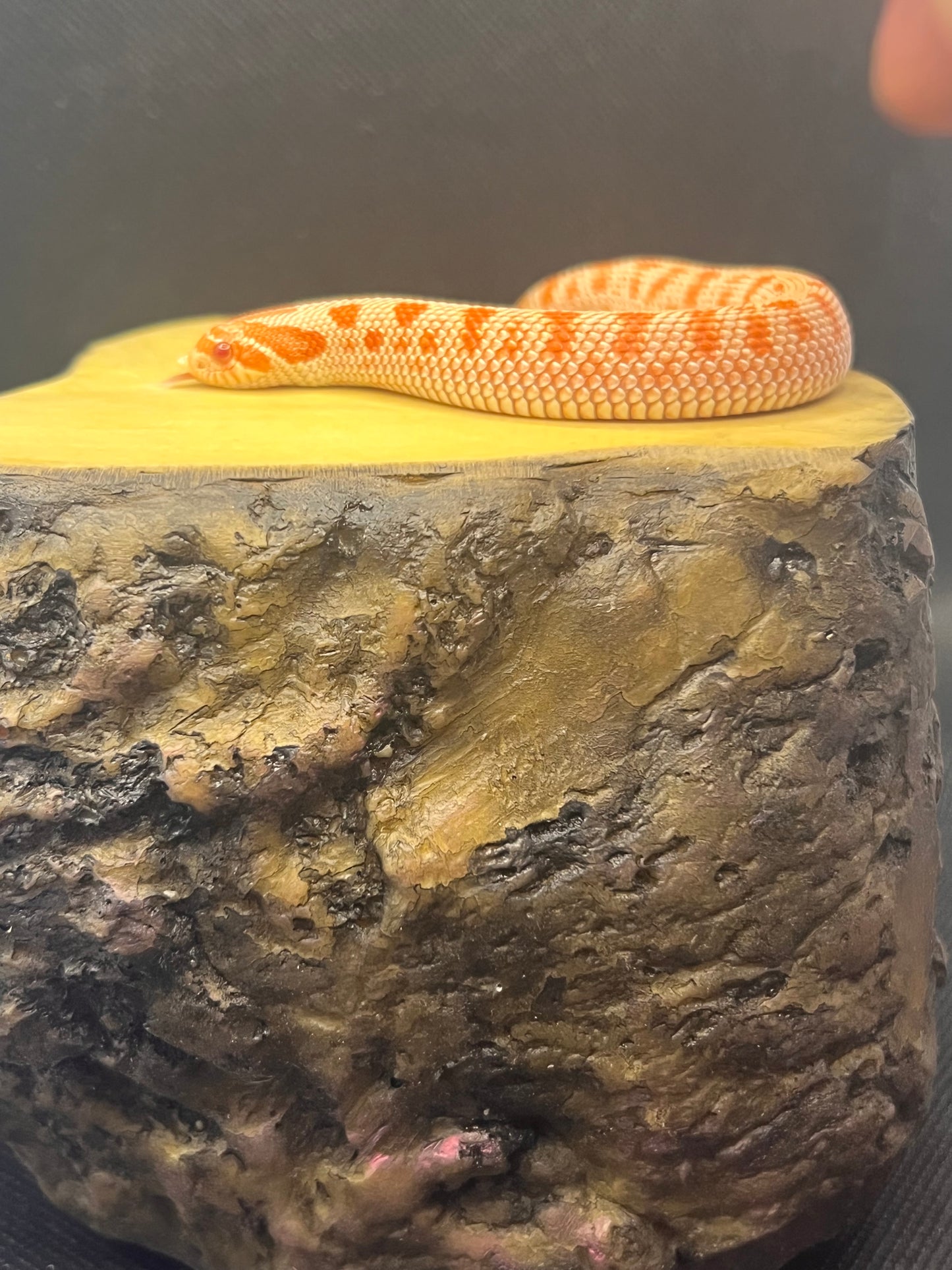 Arctic albino anaconda hognose