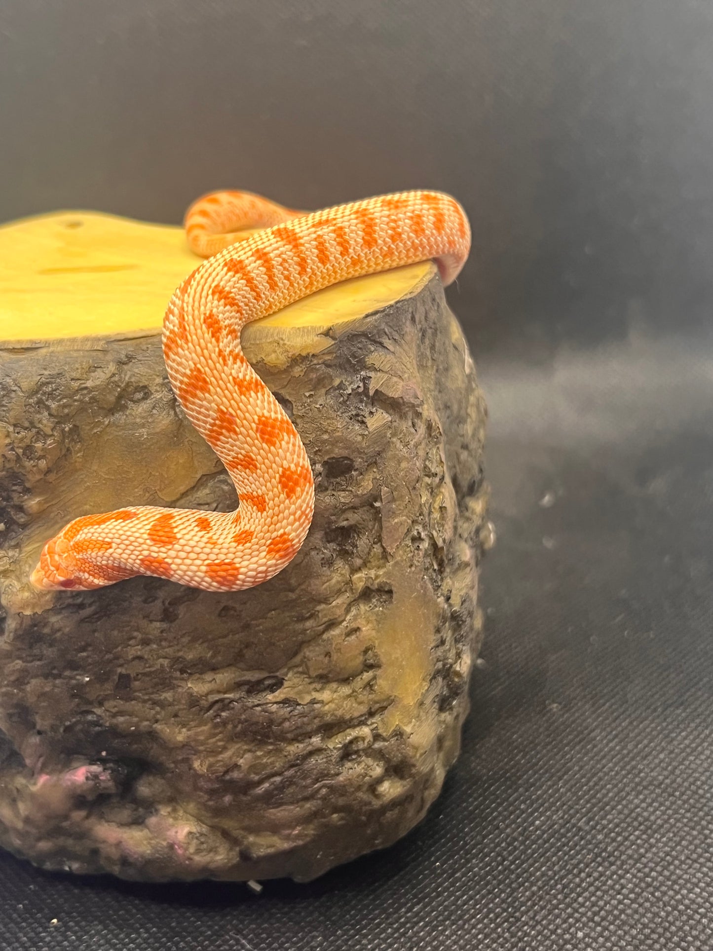 Arctic albino anaconda hognose