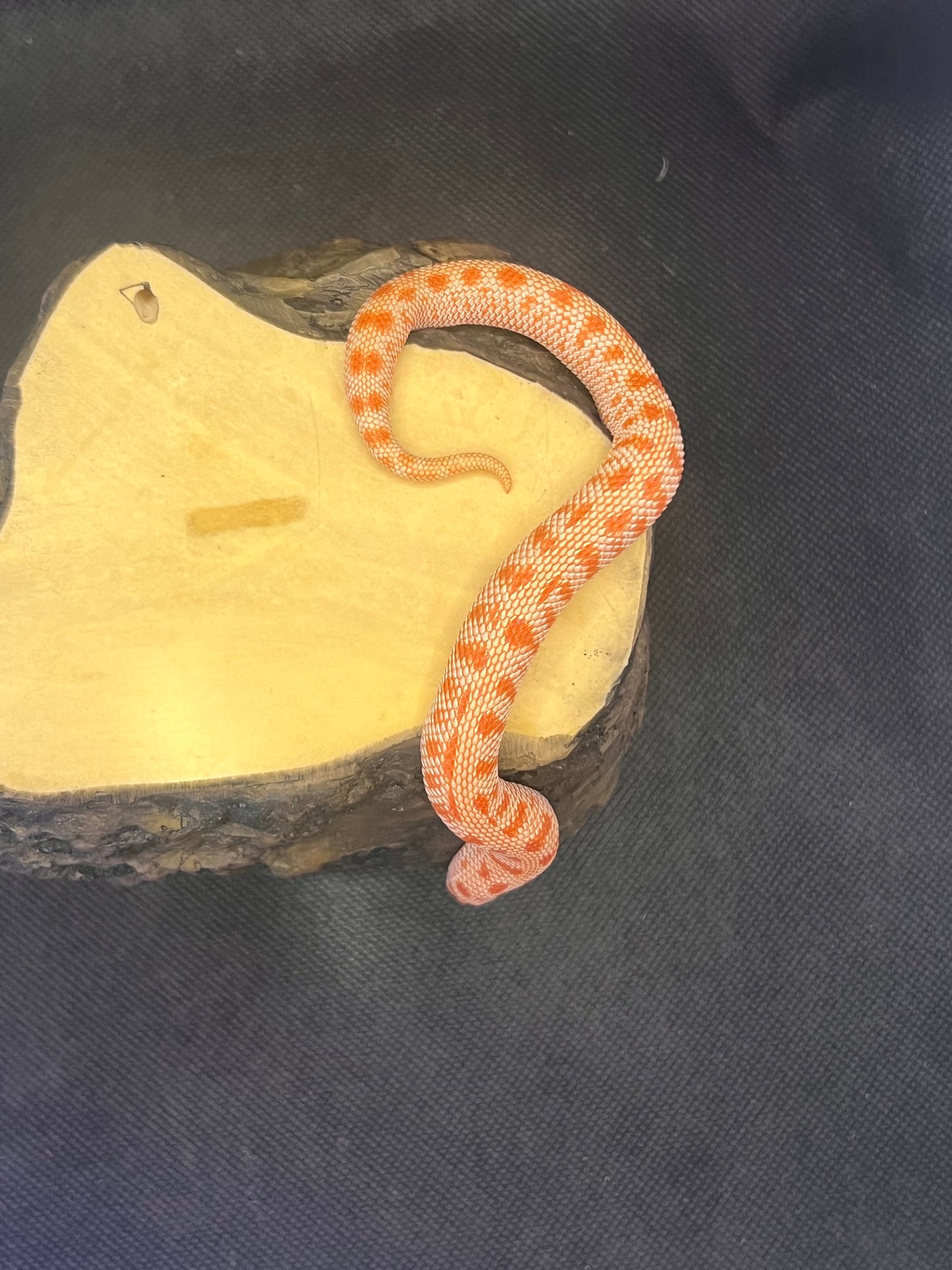 Arctic albino anaconda hognose