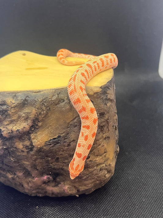 Arctic albino anaconda hognose