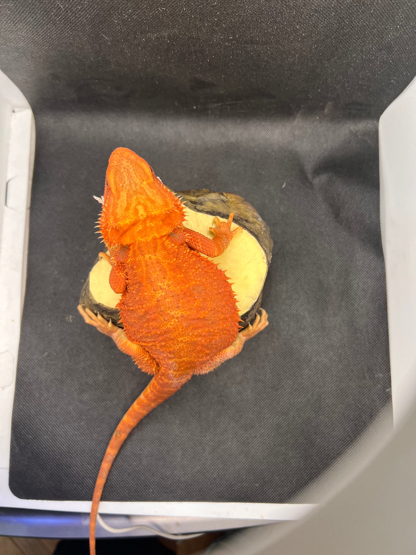 Bearded Dragon