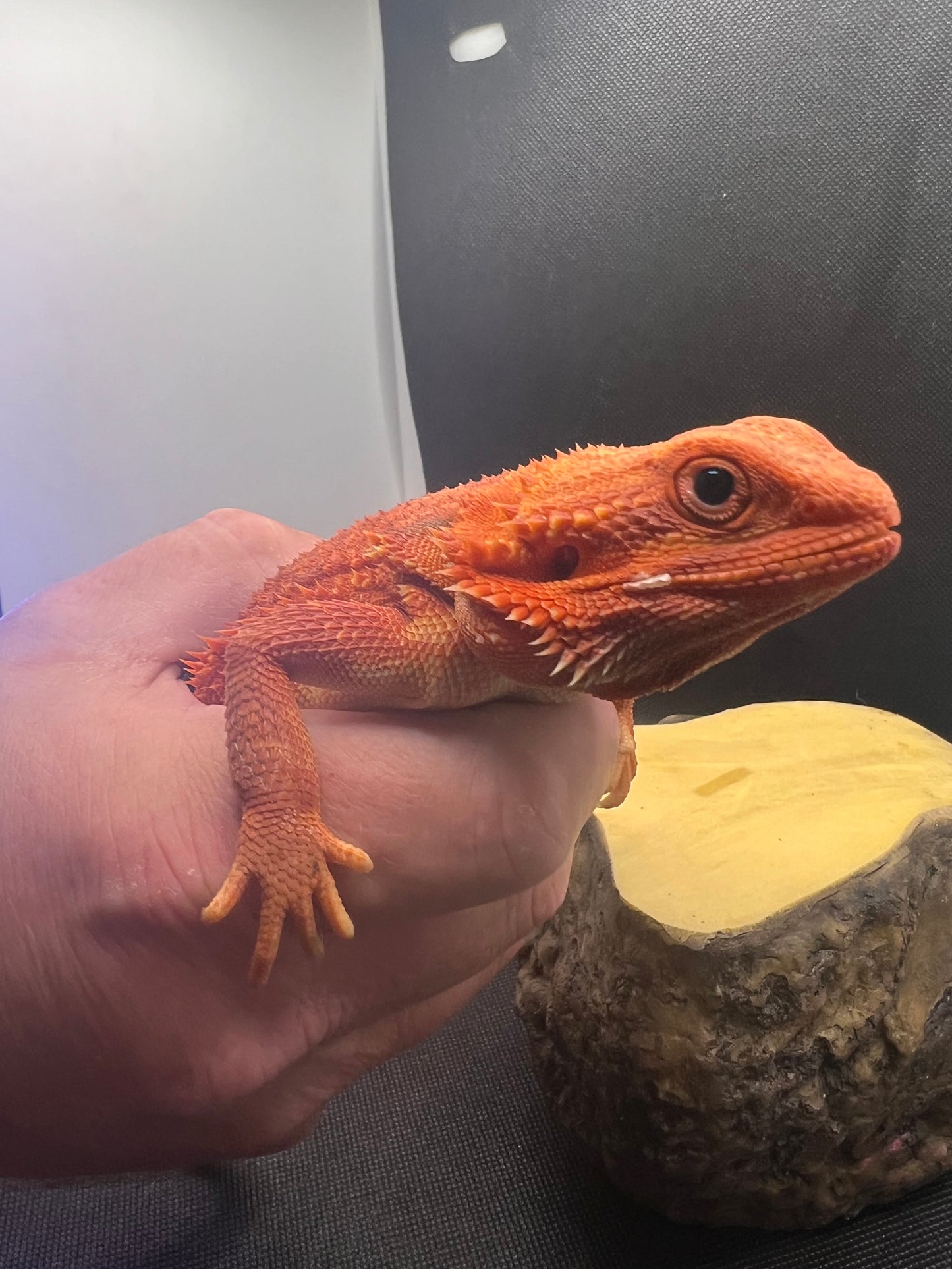 Bearded Dragon