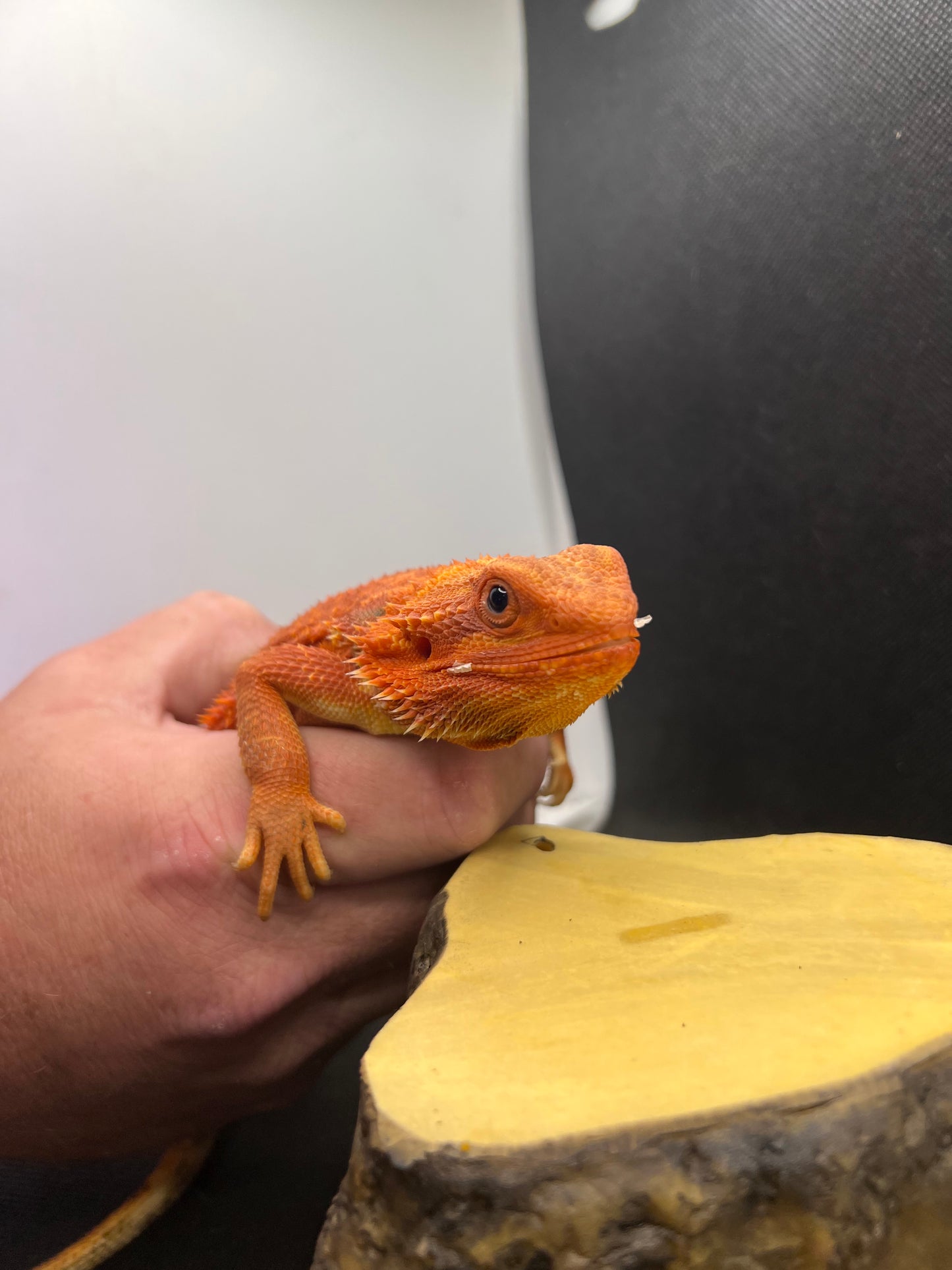 Bearded Dragon