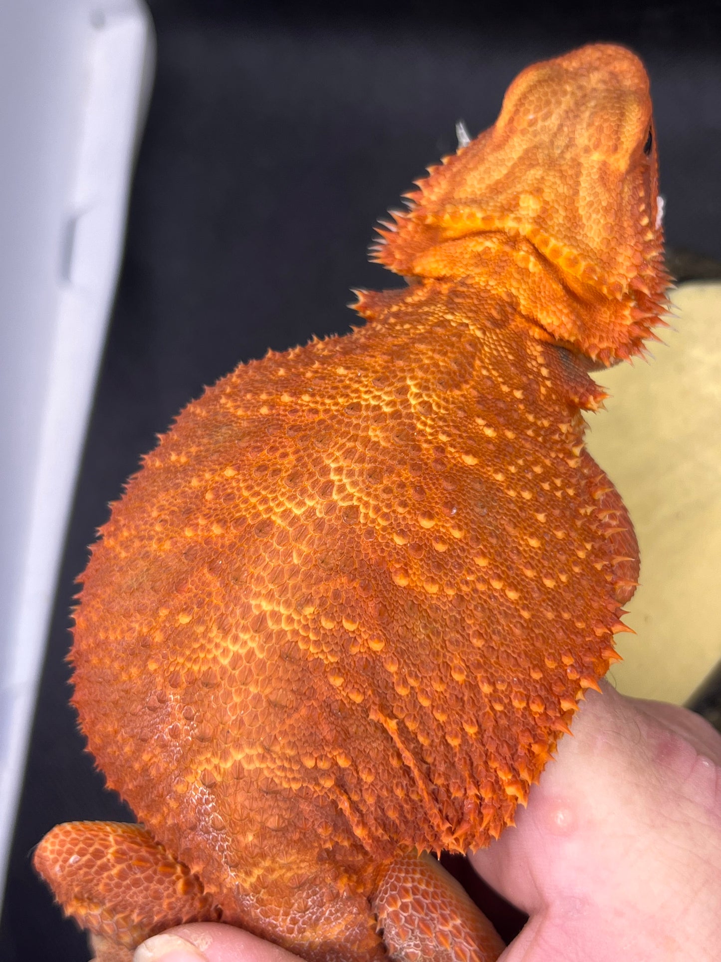 Bearded Dragon