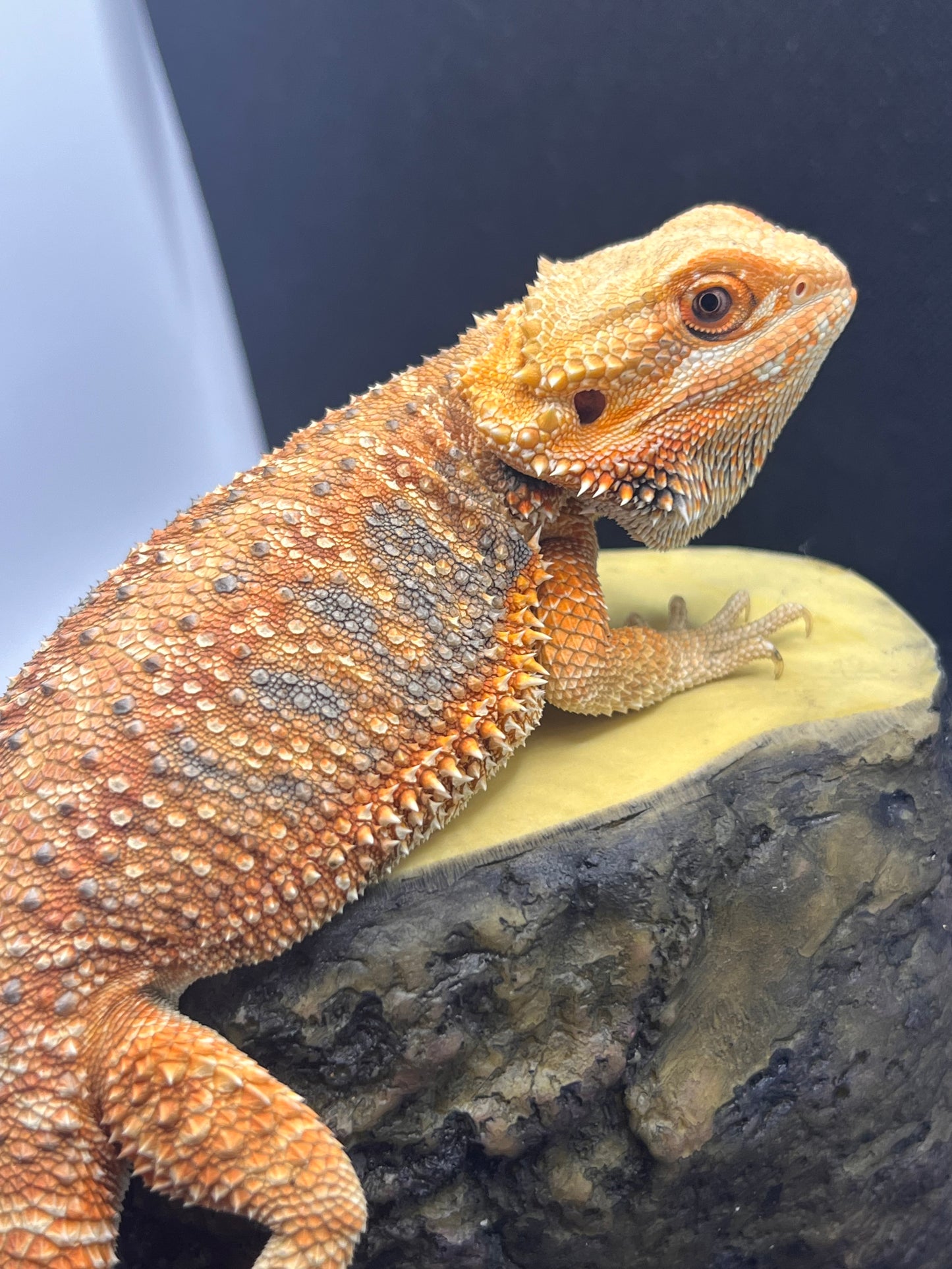Bearded Dragon