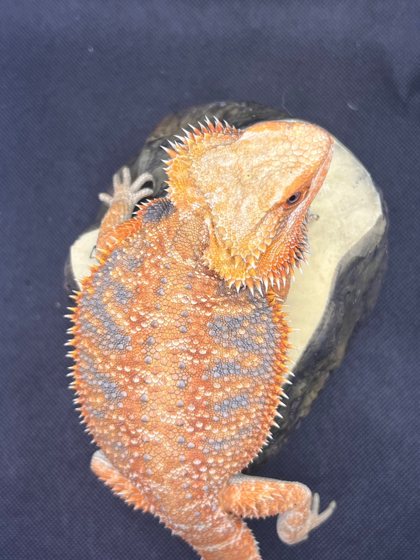Bearded Dragon