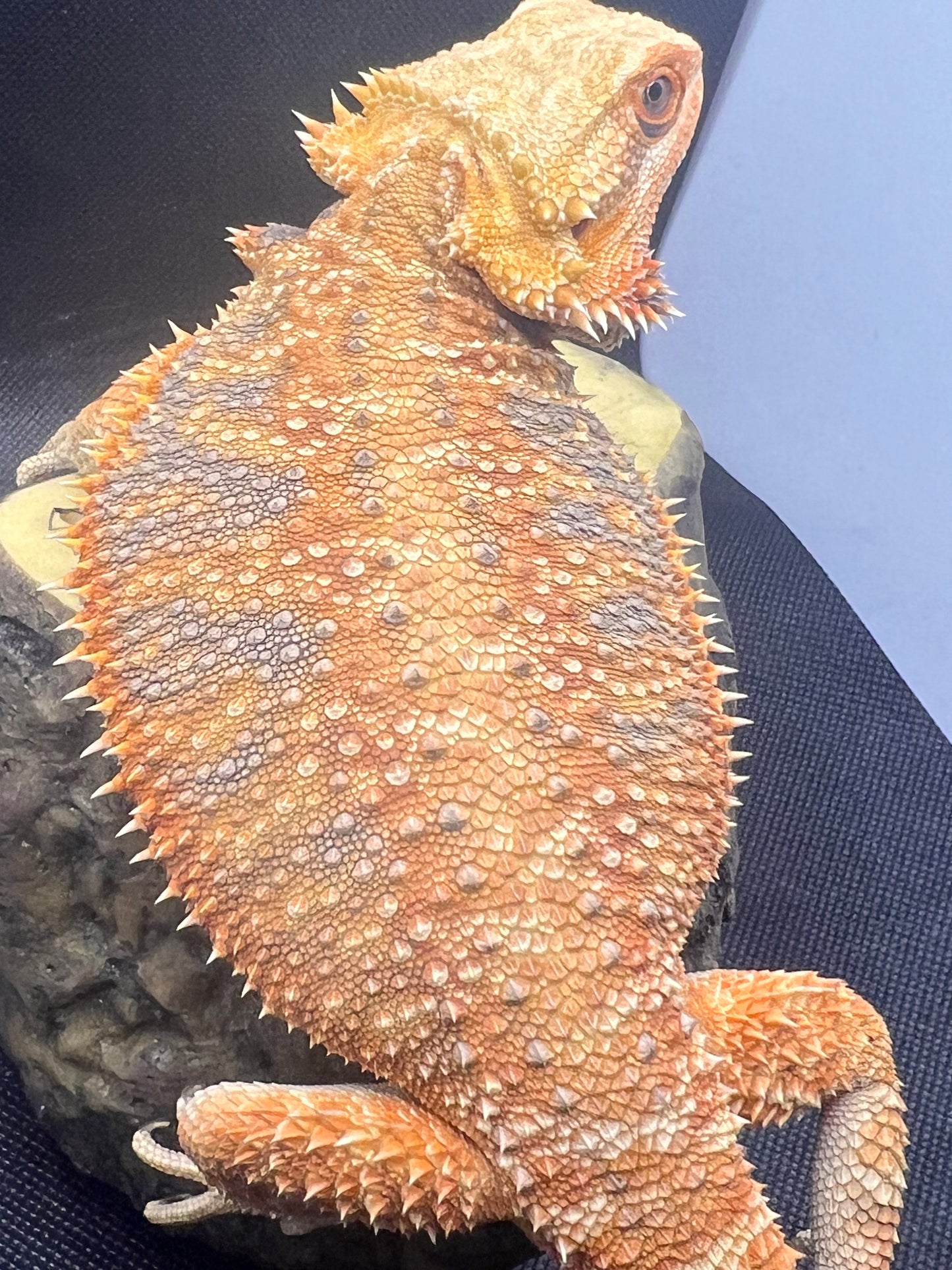 Bearded Dragon
