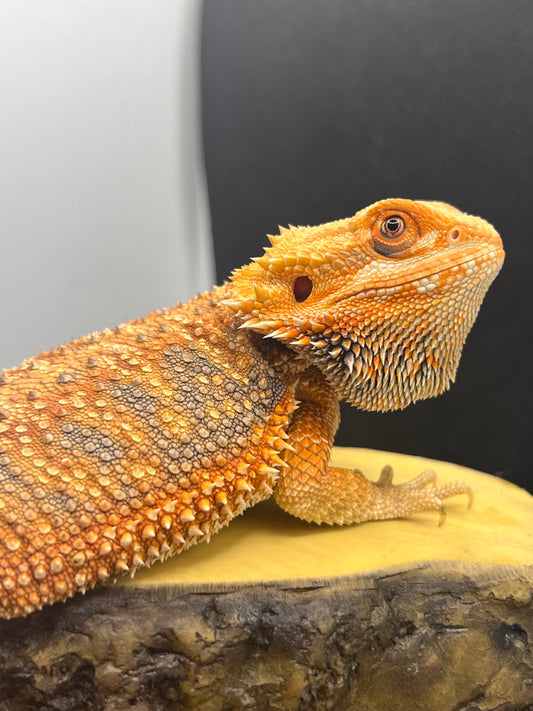 Bearded Dragon