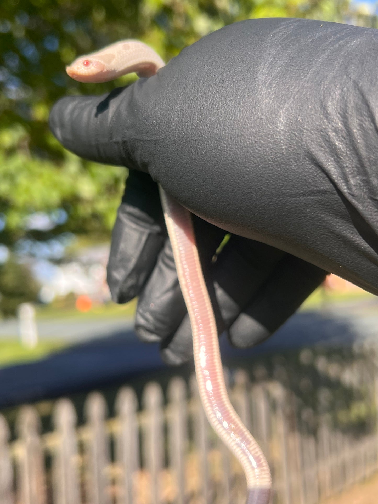 Yeti western hognose