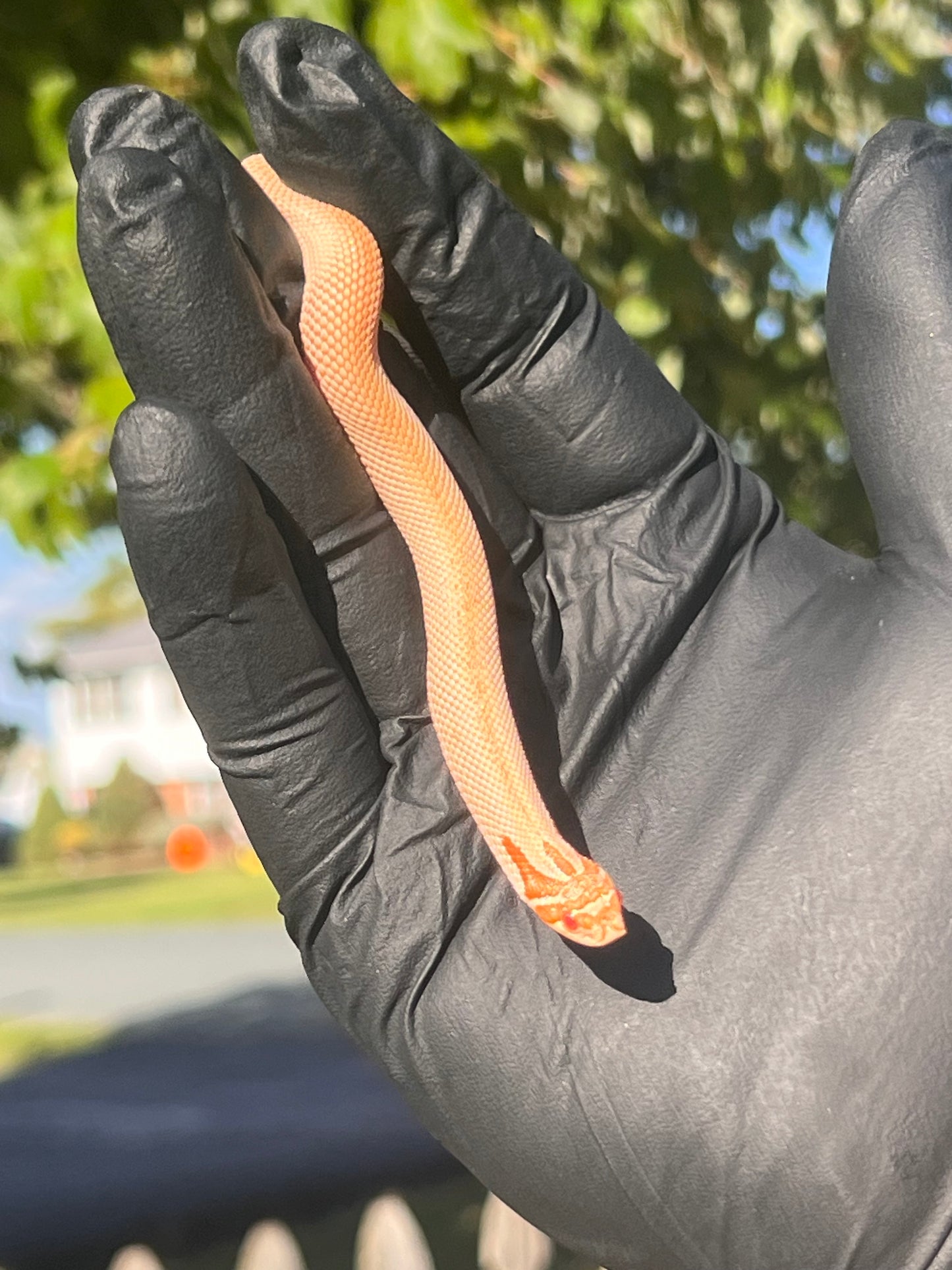 Arctic albino super conda western hognose