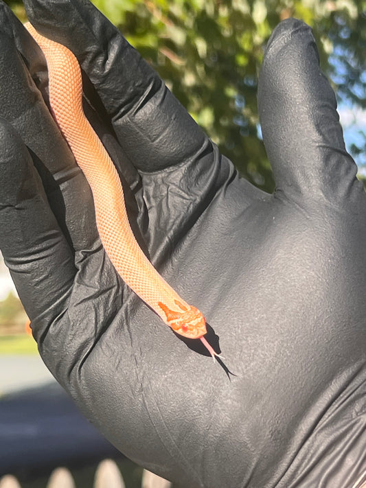Arctic albino super conda western hognose