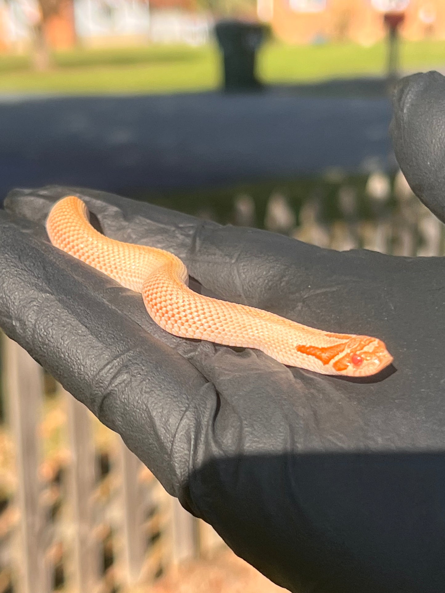 Arctic albino super conda western hognose