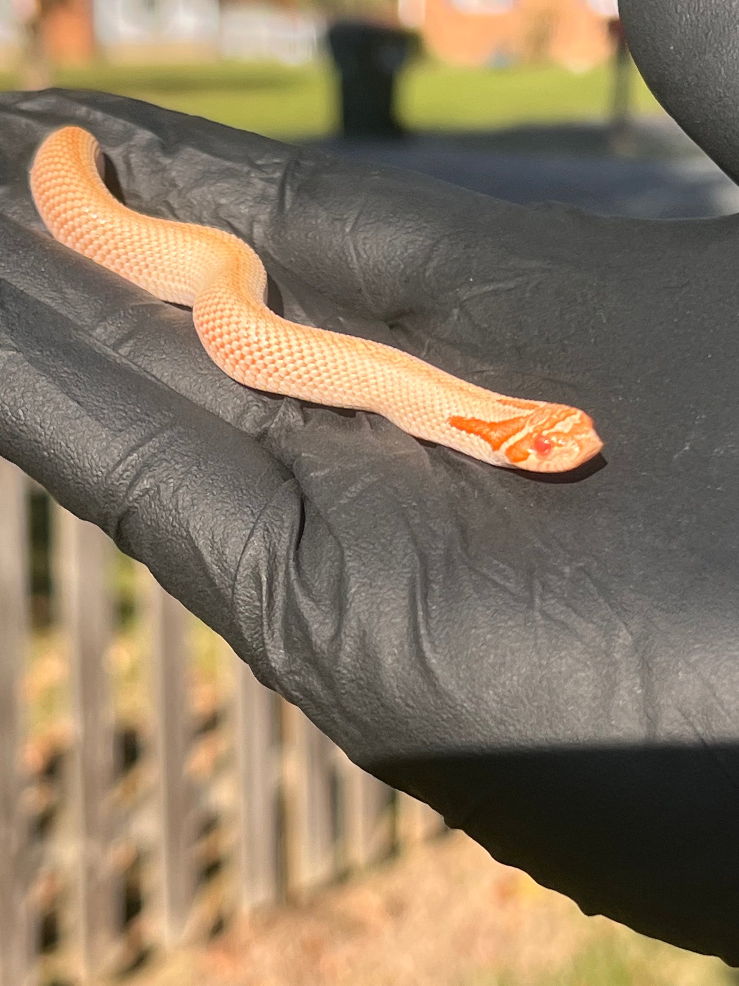 Arctic albino super conda western hognose