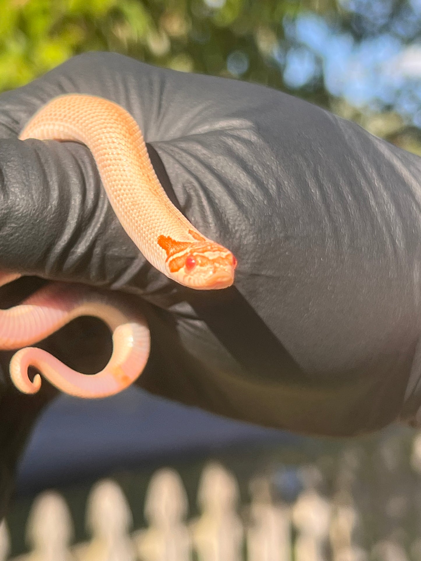 Arctic albino super conda western hognose