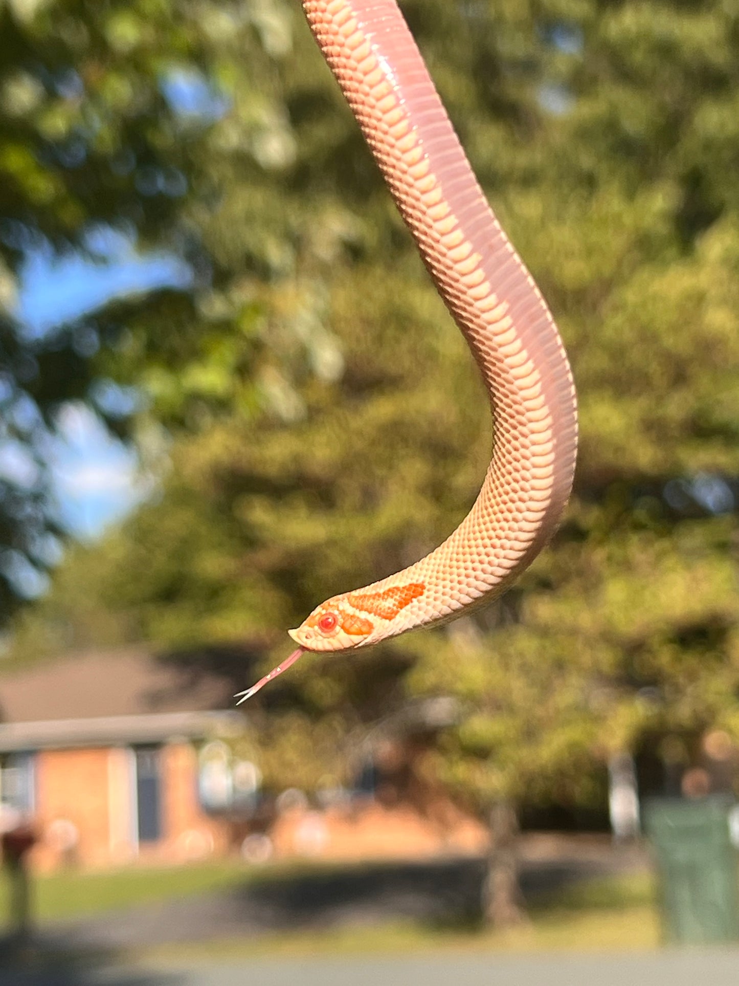 Arctic albino super conda western hognose
