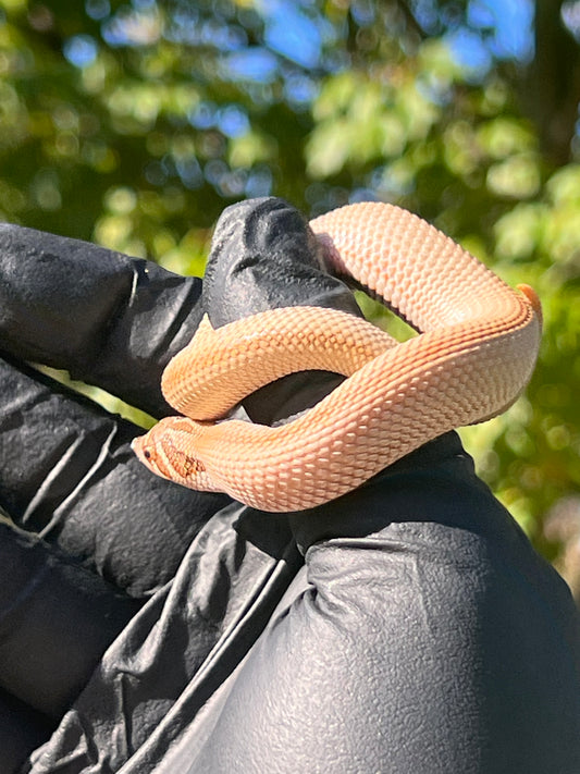 Arctic super conda het albino western hognose