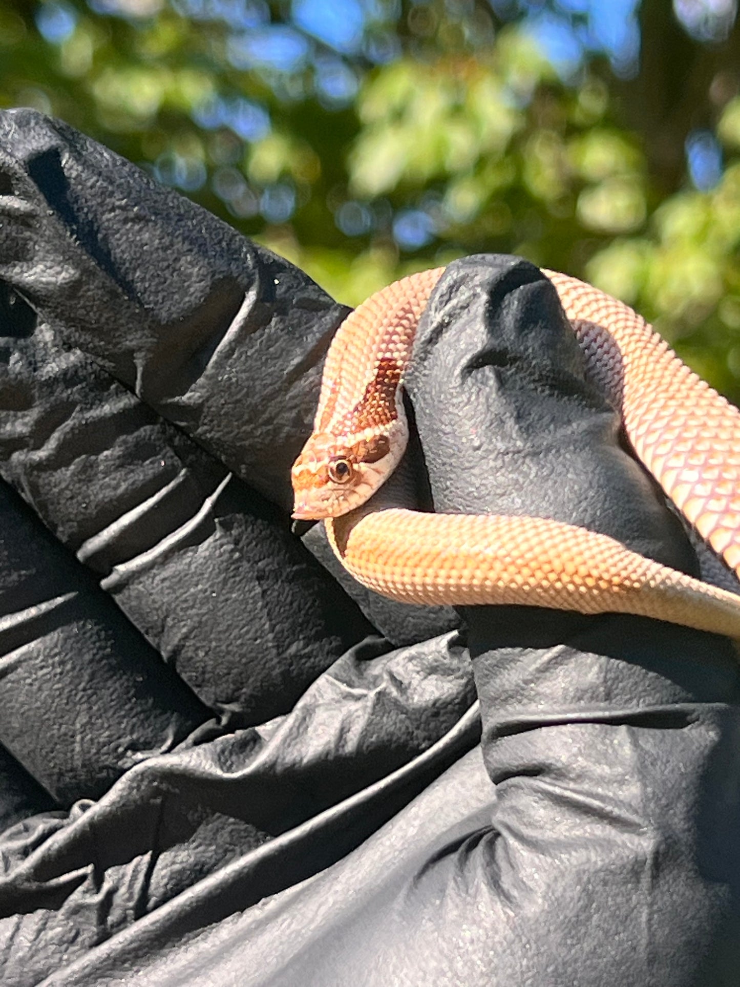 Arctic super conda het albino western hognose
