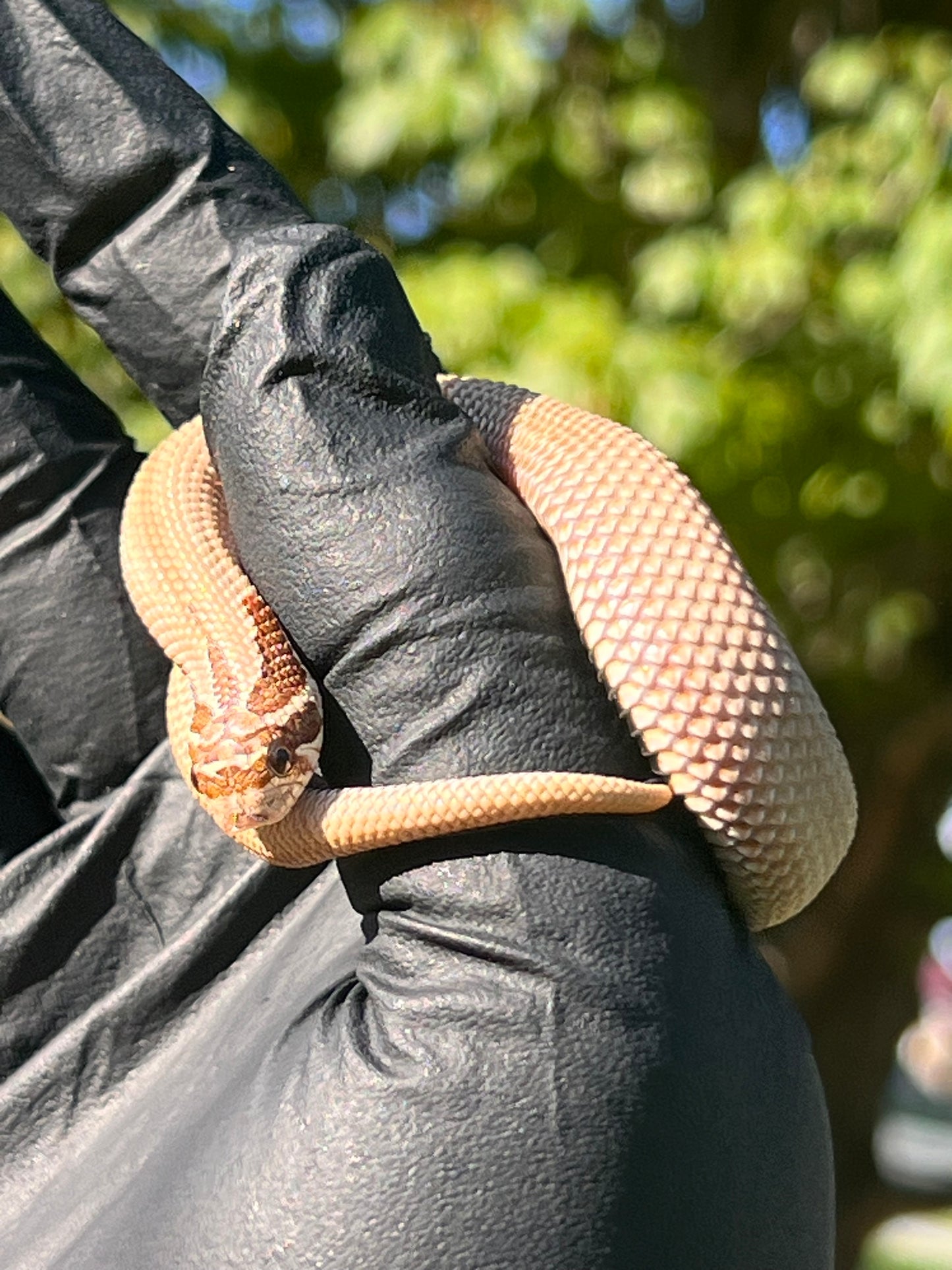 Arctic super conda het albino western hognose