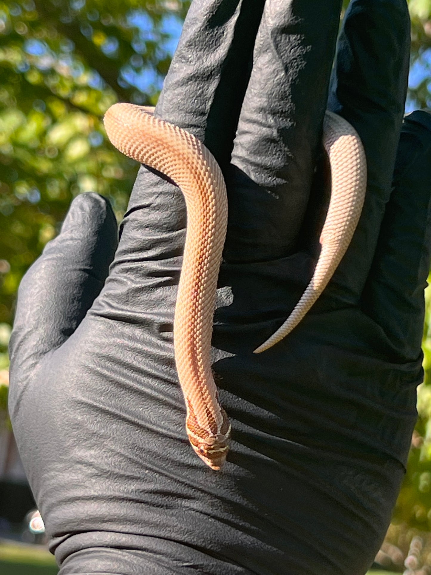 Arctic super conda het albino western hognose