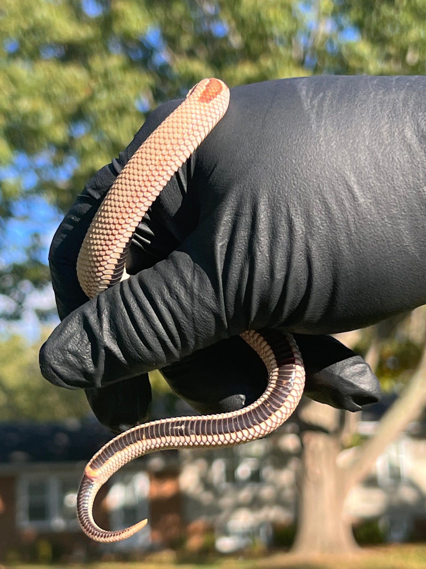 Arctic super conda het albino western hognose