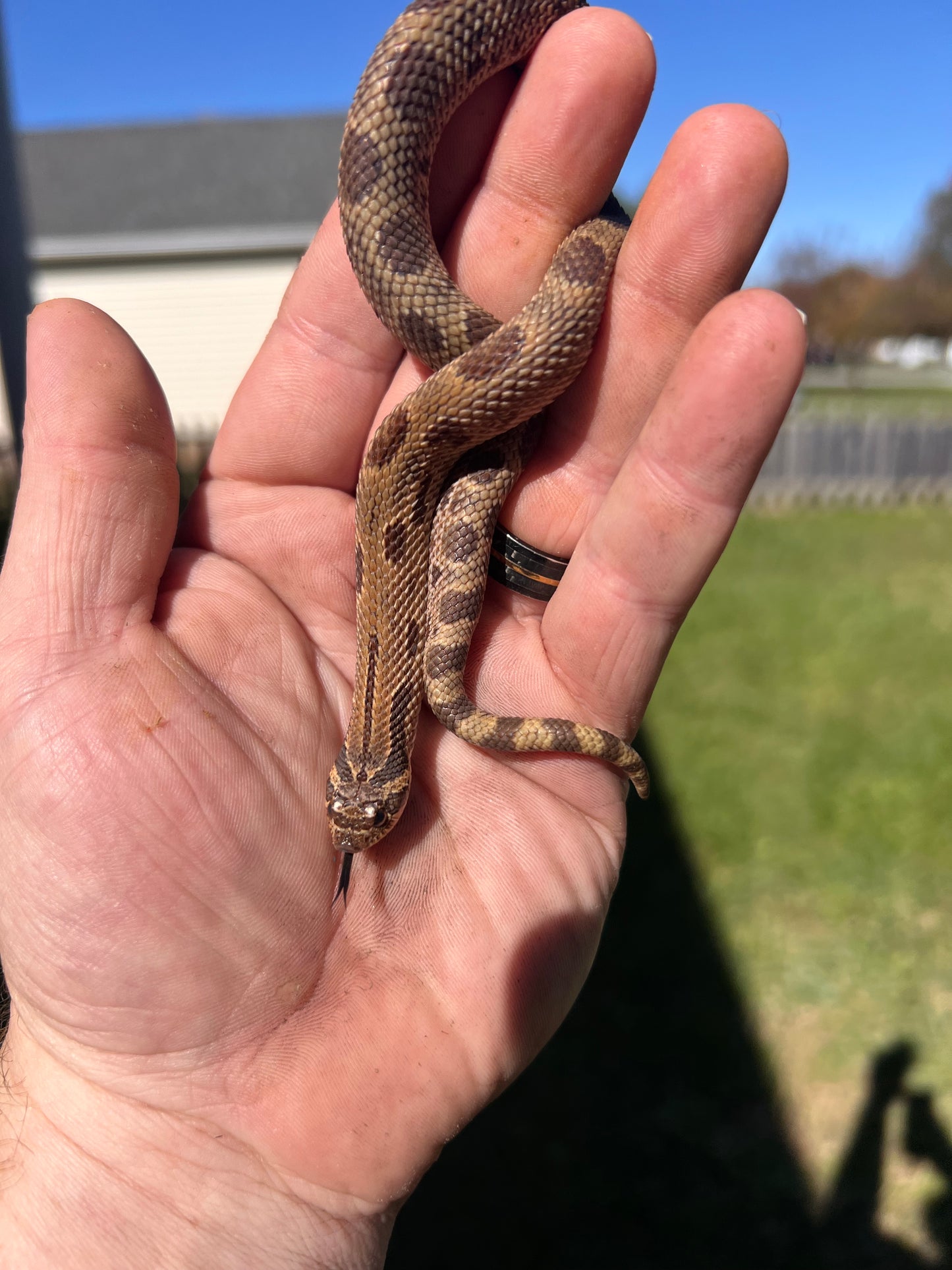 Sable anaconda pos het sunburst hognose