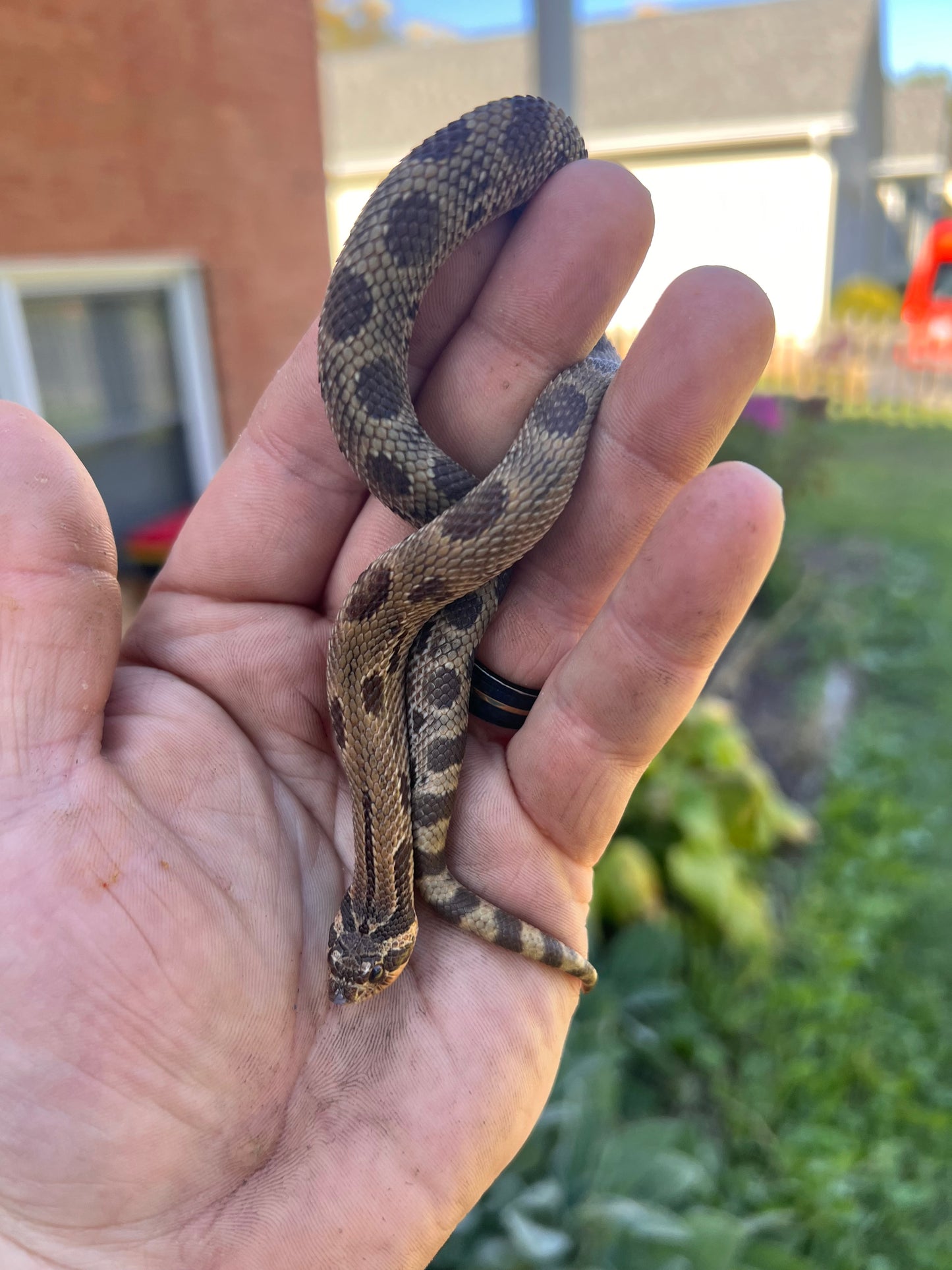 Sable anaconda pos het sunburst hognose
