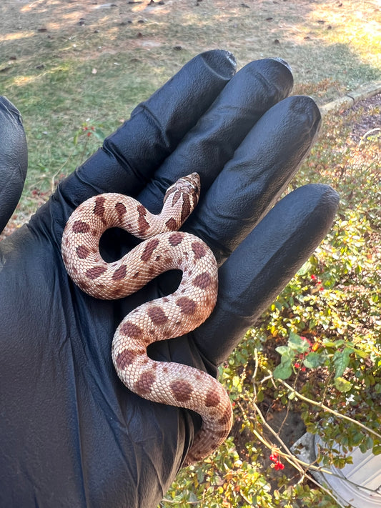 Red anaconda hognose