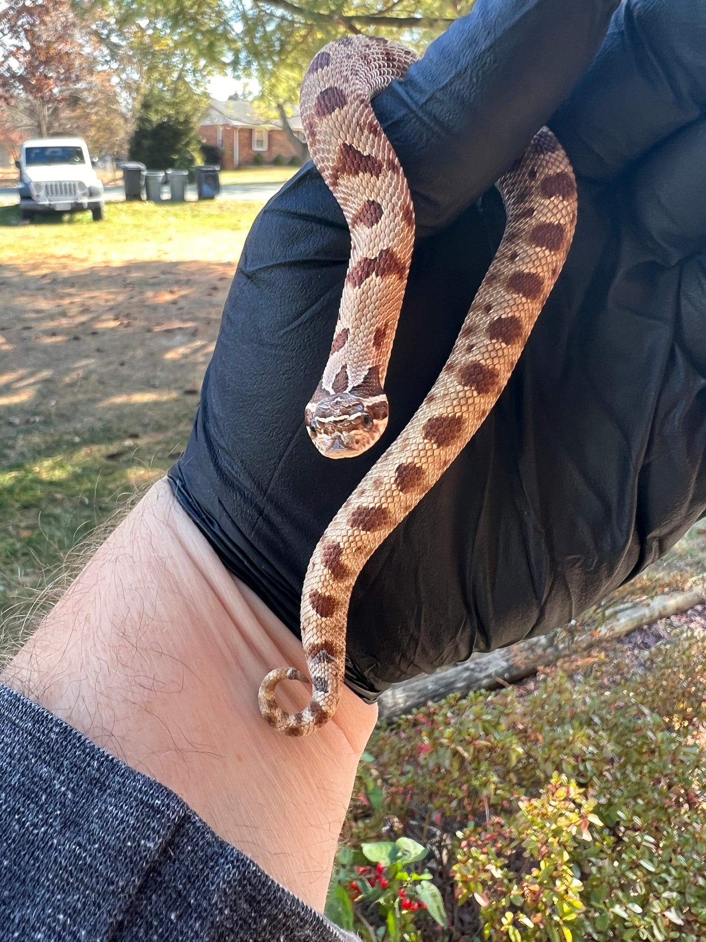 Red anaconda hognose