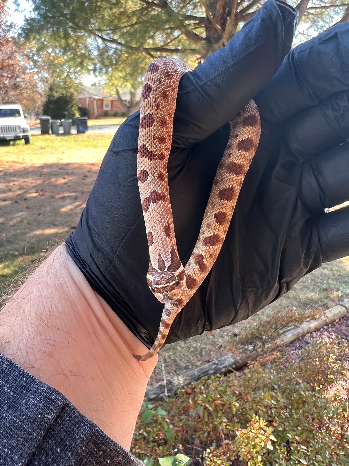 Red anaconda hognose