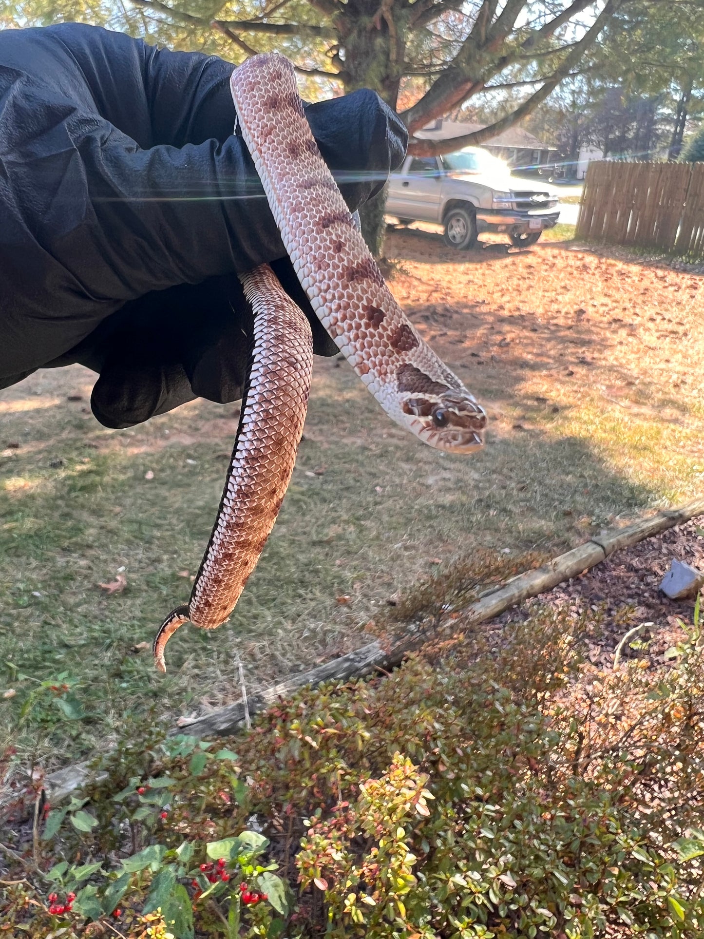 Red anaconda hognose
