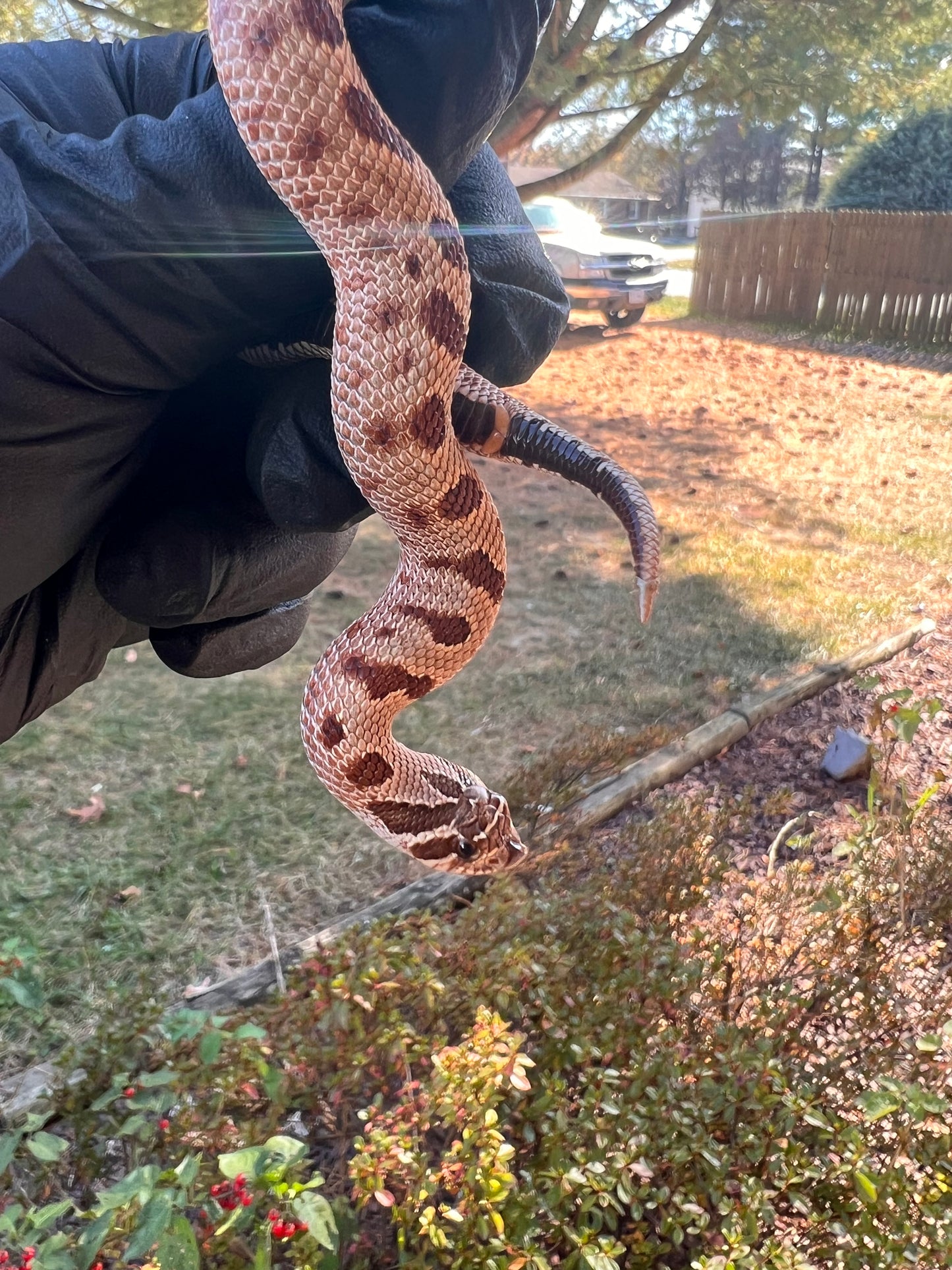 Red anaconda hognose