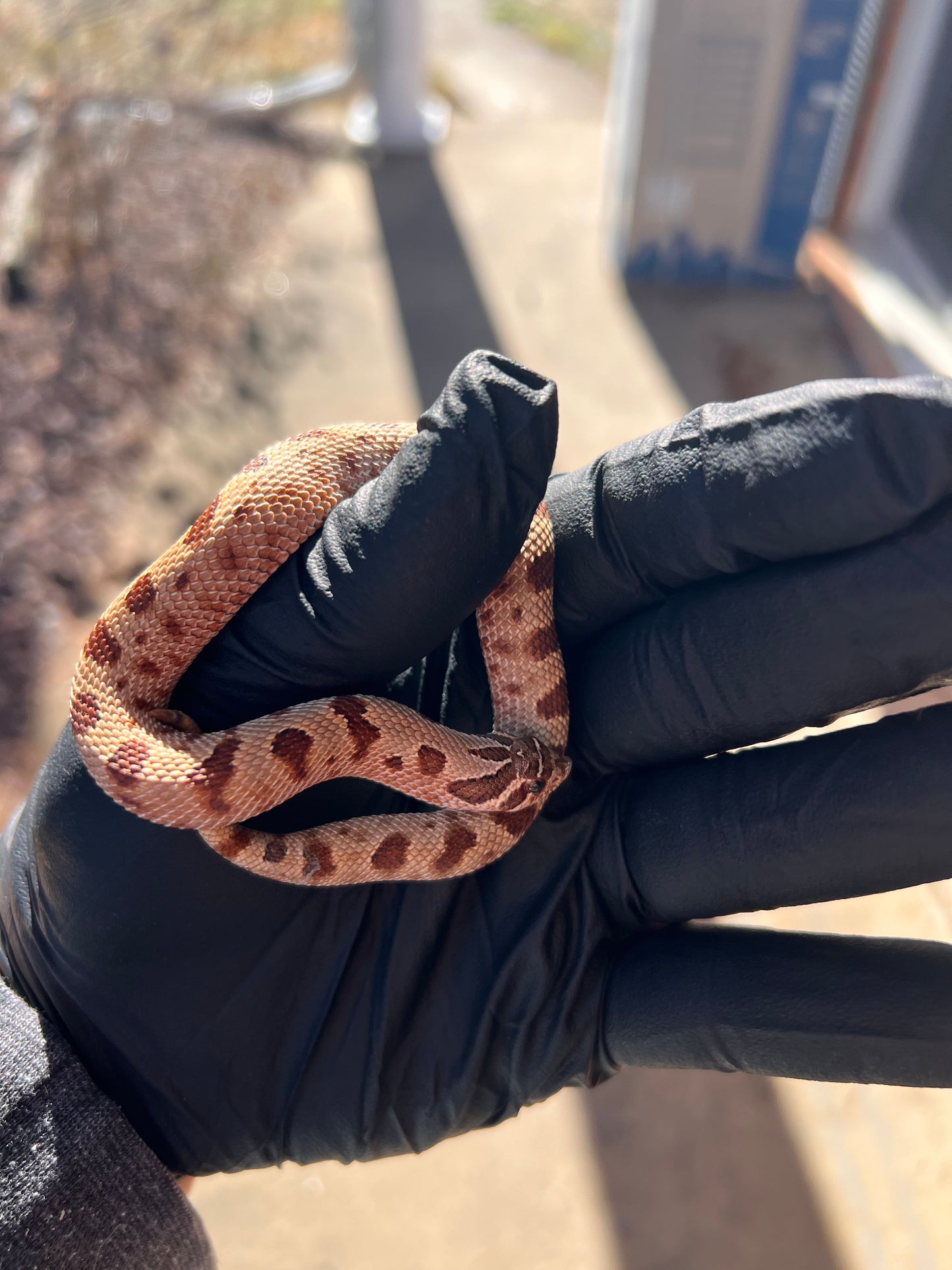 Red anaconda hognose