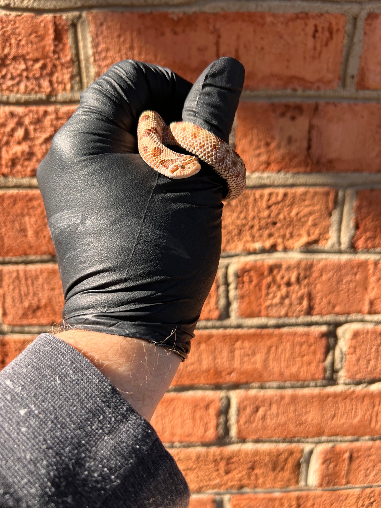 Red anaconda hognose