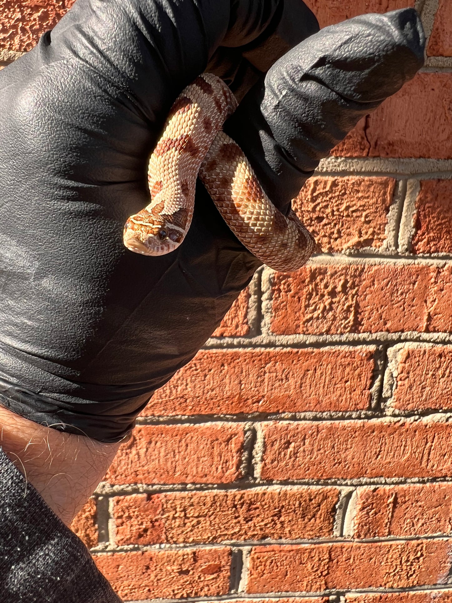 Red anaconda hognose