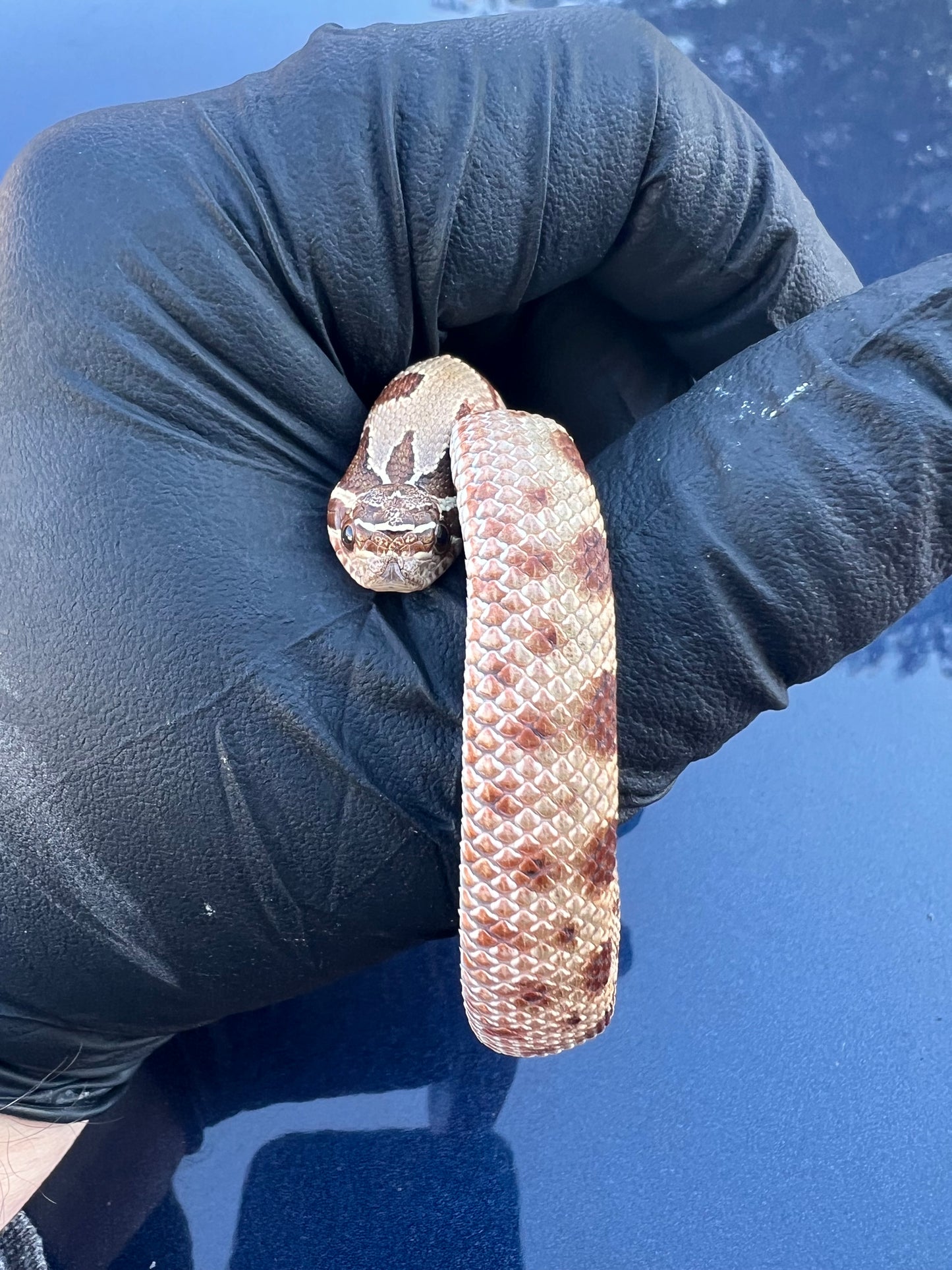 Red anaconda hognose