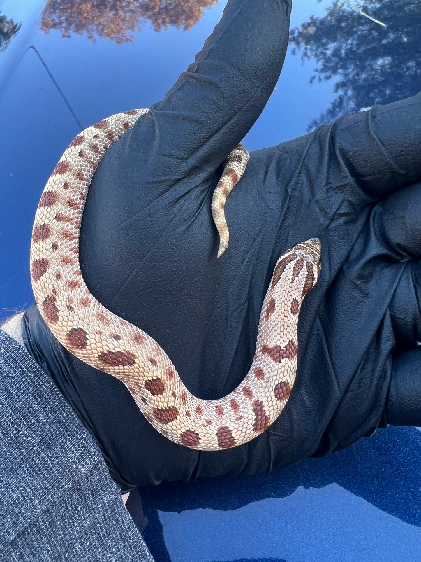 Red anaconda hognose