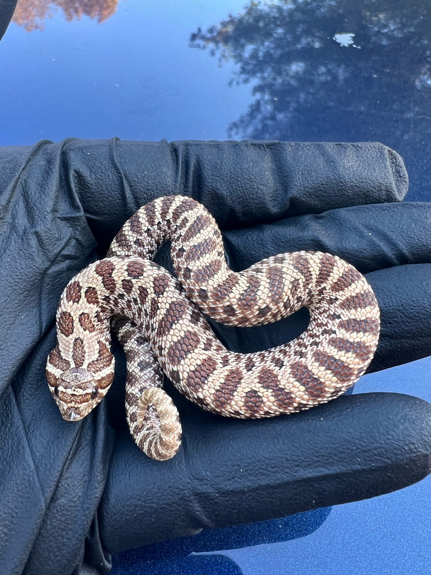 Hognose het albino