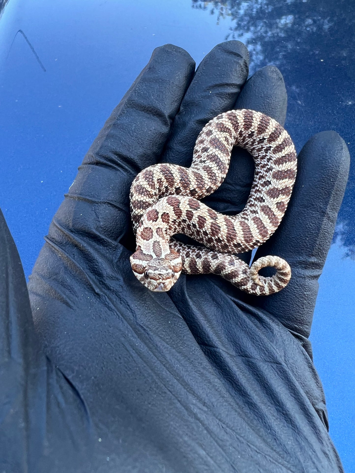 Hognose het albino