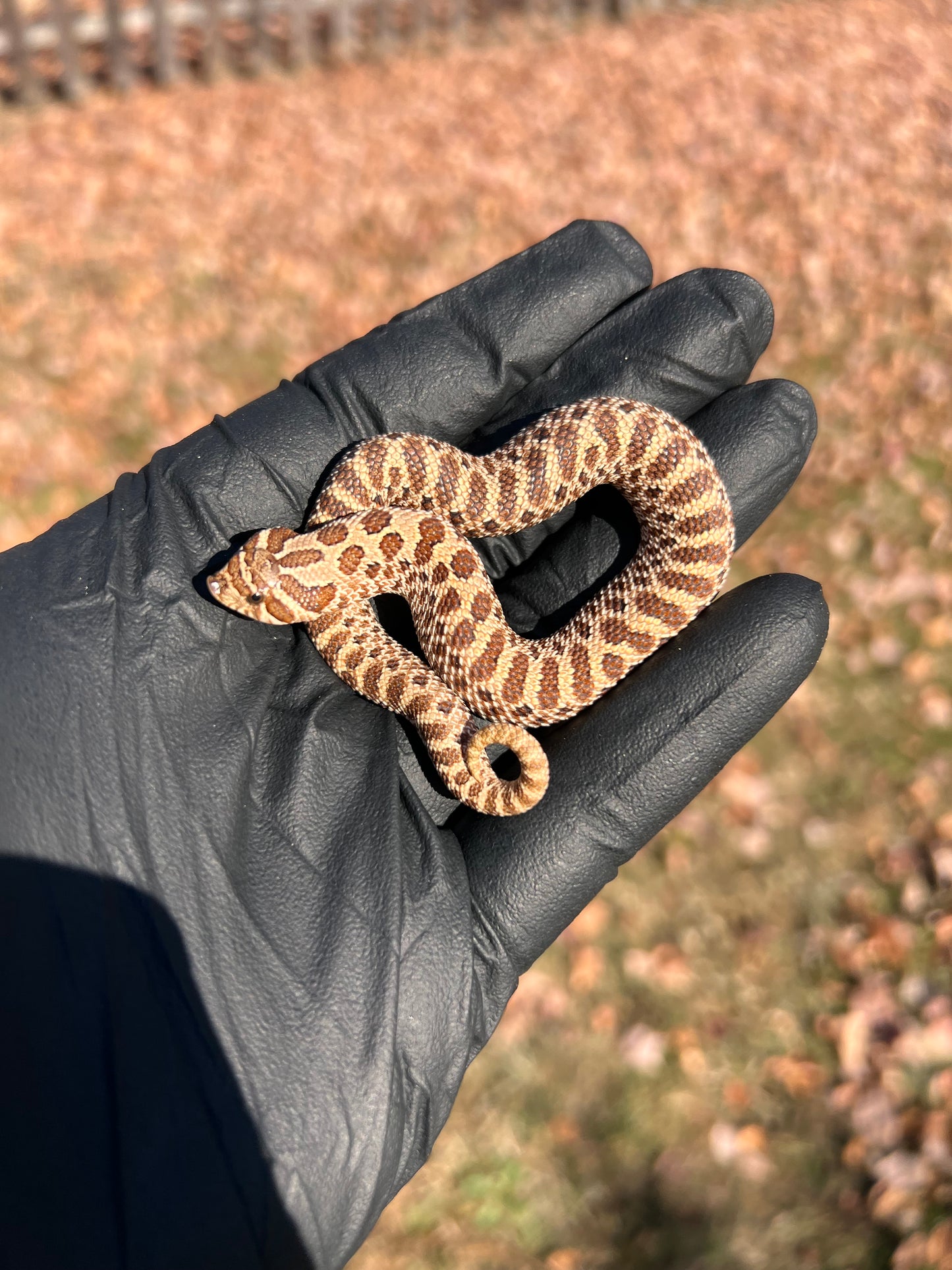 Hognose het albino