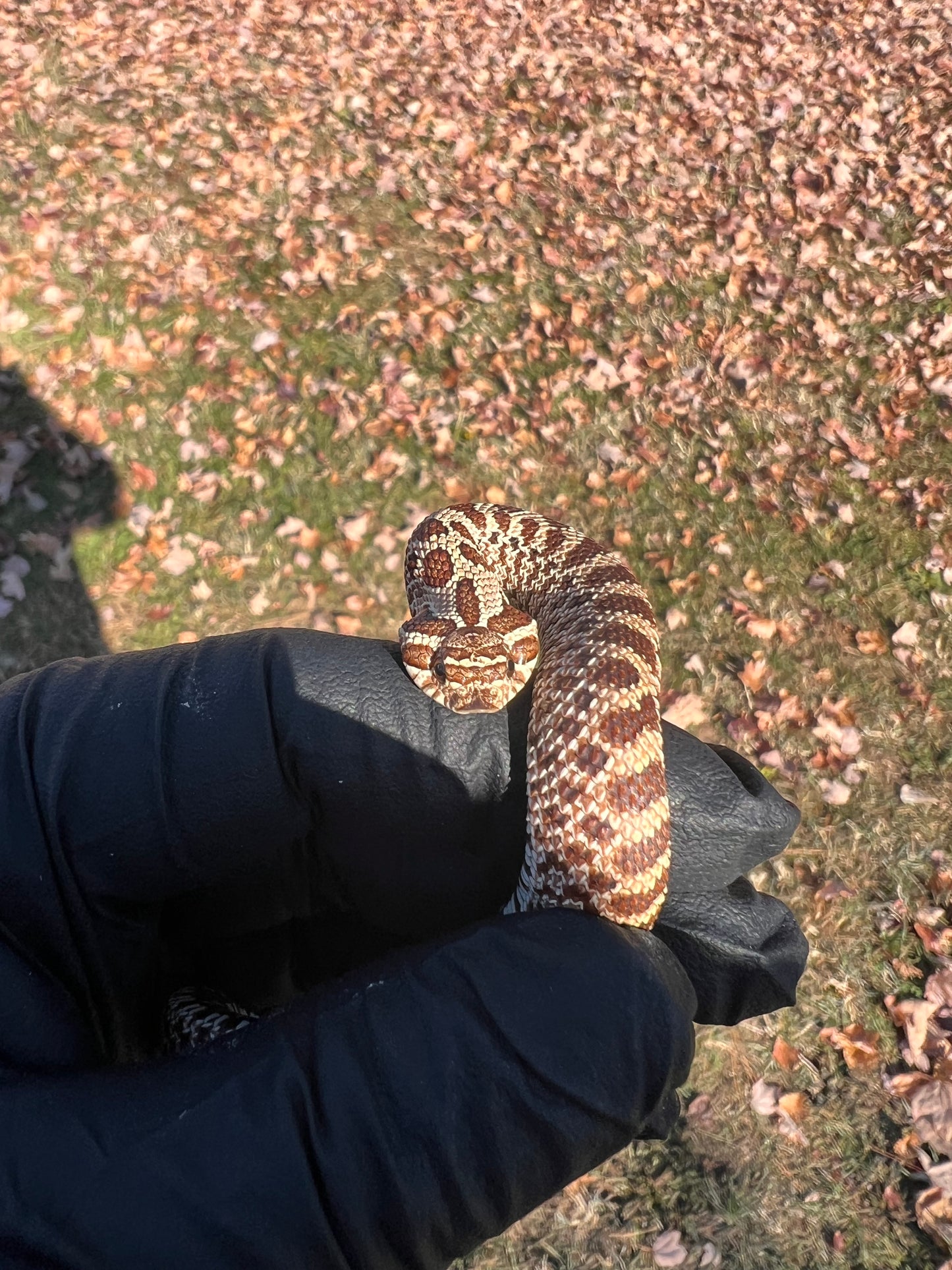 Hognose het albino