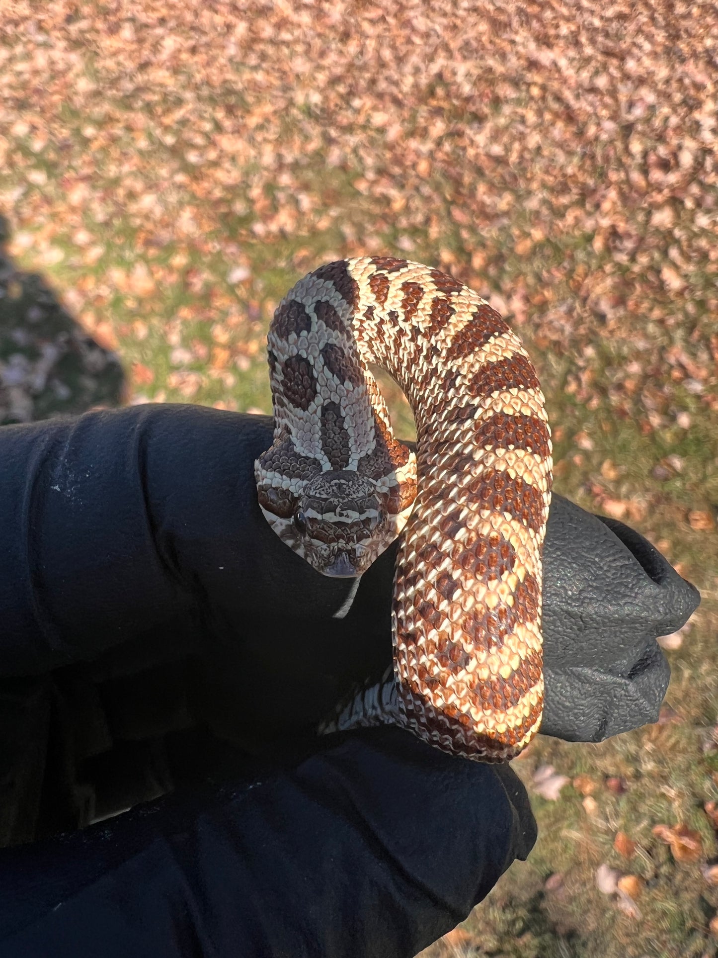 Hognose het albino