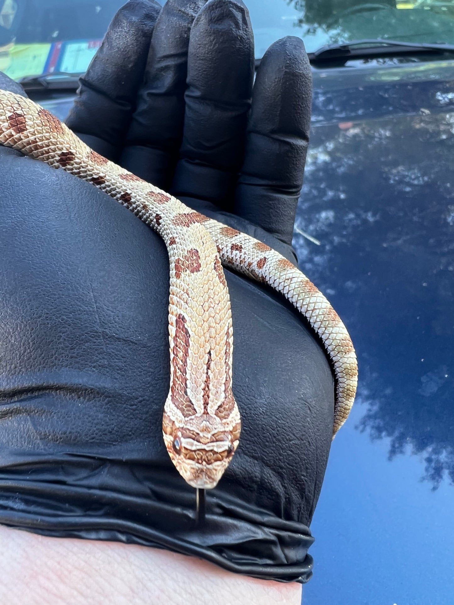 Anaconda het sable