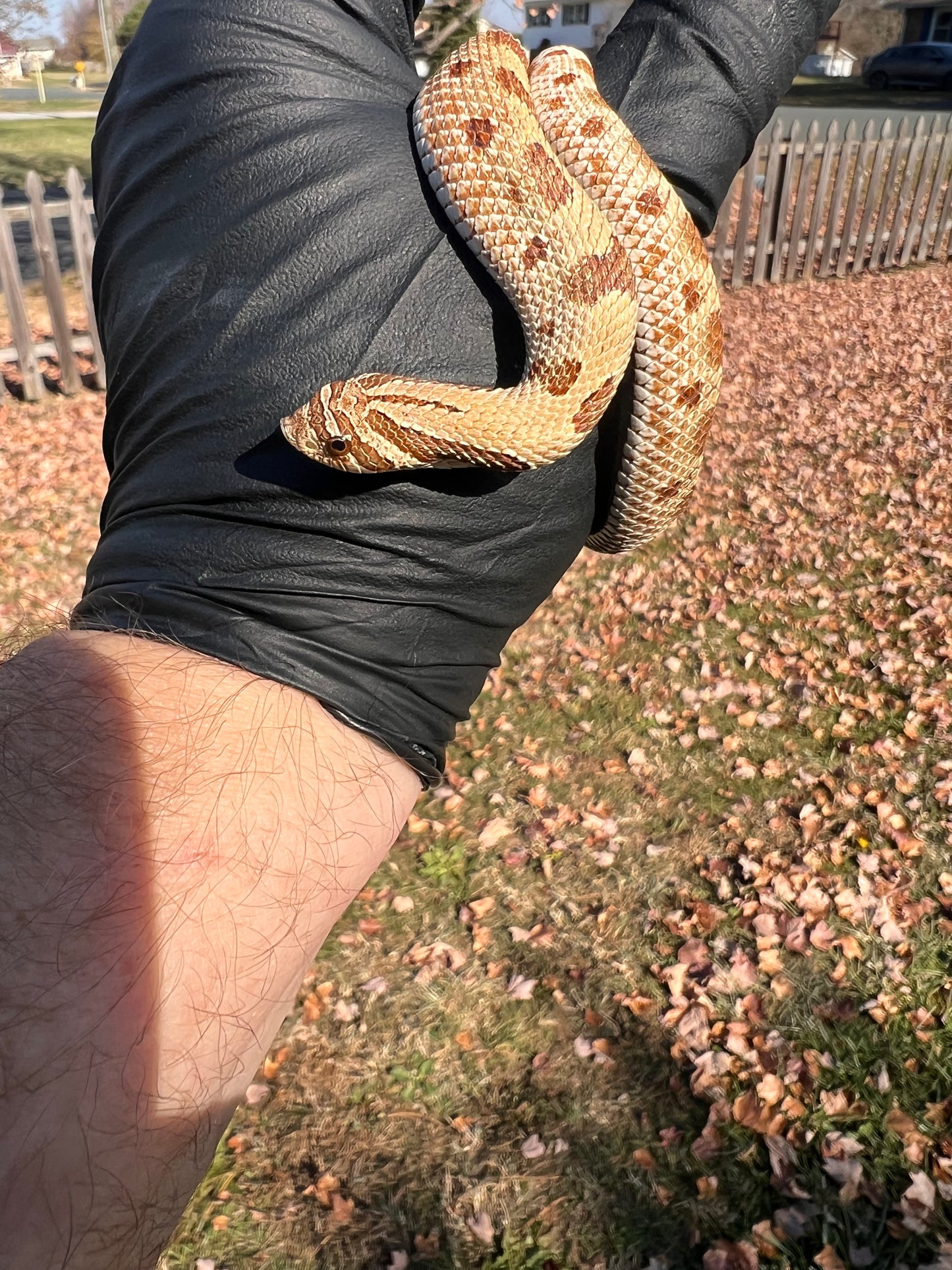 Anaconda het sable
