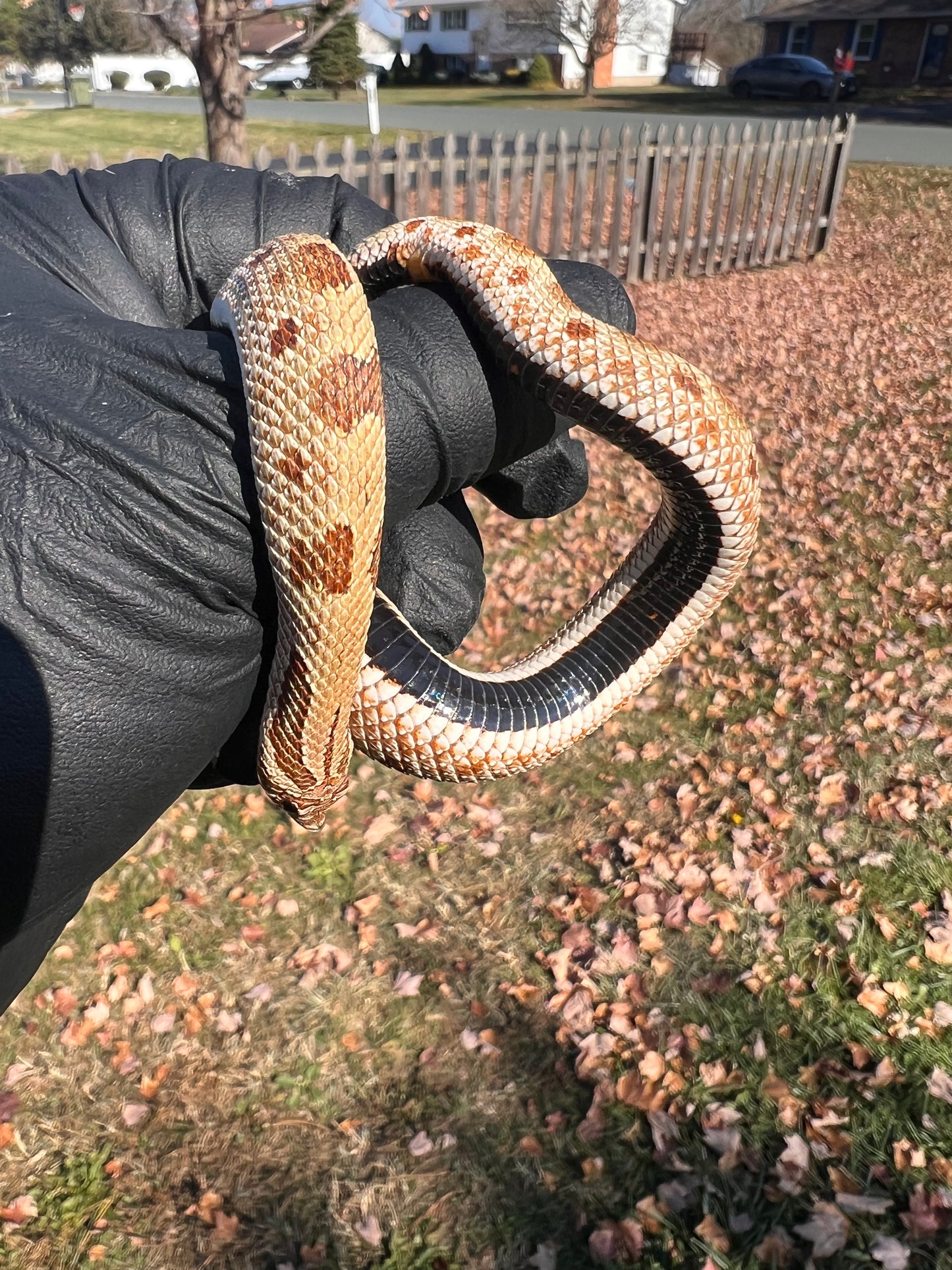 Anaconda het sable