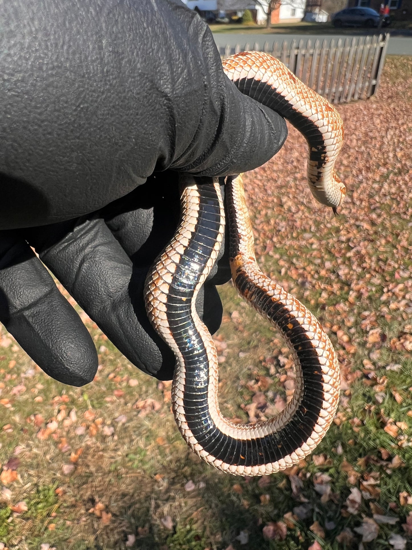 Anaconda het sable