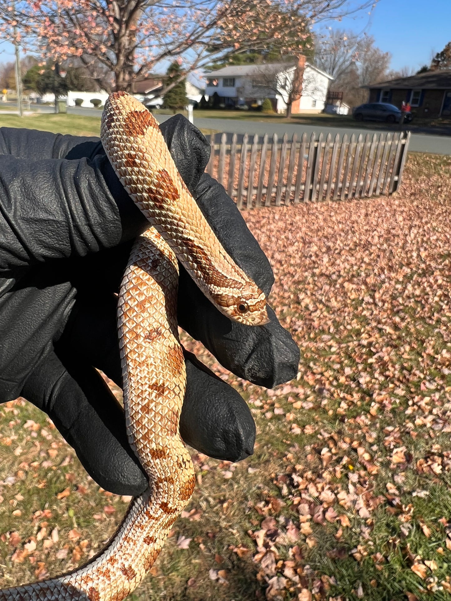 Anaconda het sable