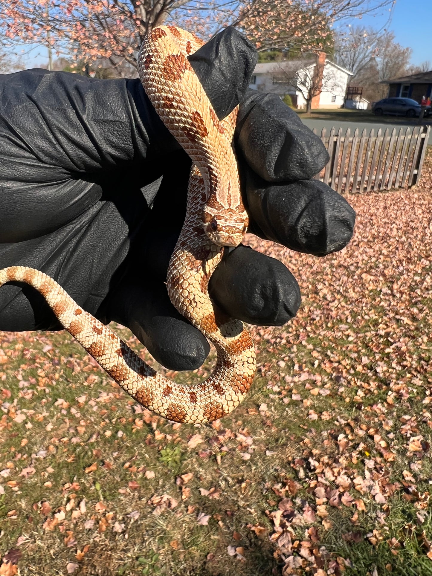 Anaconda het sable
